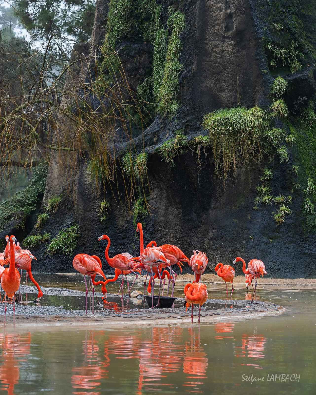Flamants roses Flamants roses